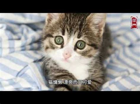 台灣命理老師 夢見很多小貓
